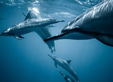 米兰体育官网：打开蓝黑传奇的数字大门